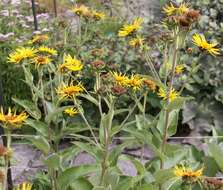 Inula helenium L. resmi