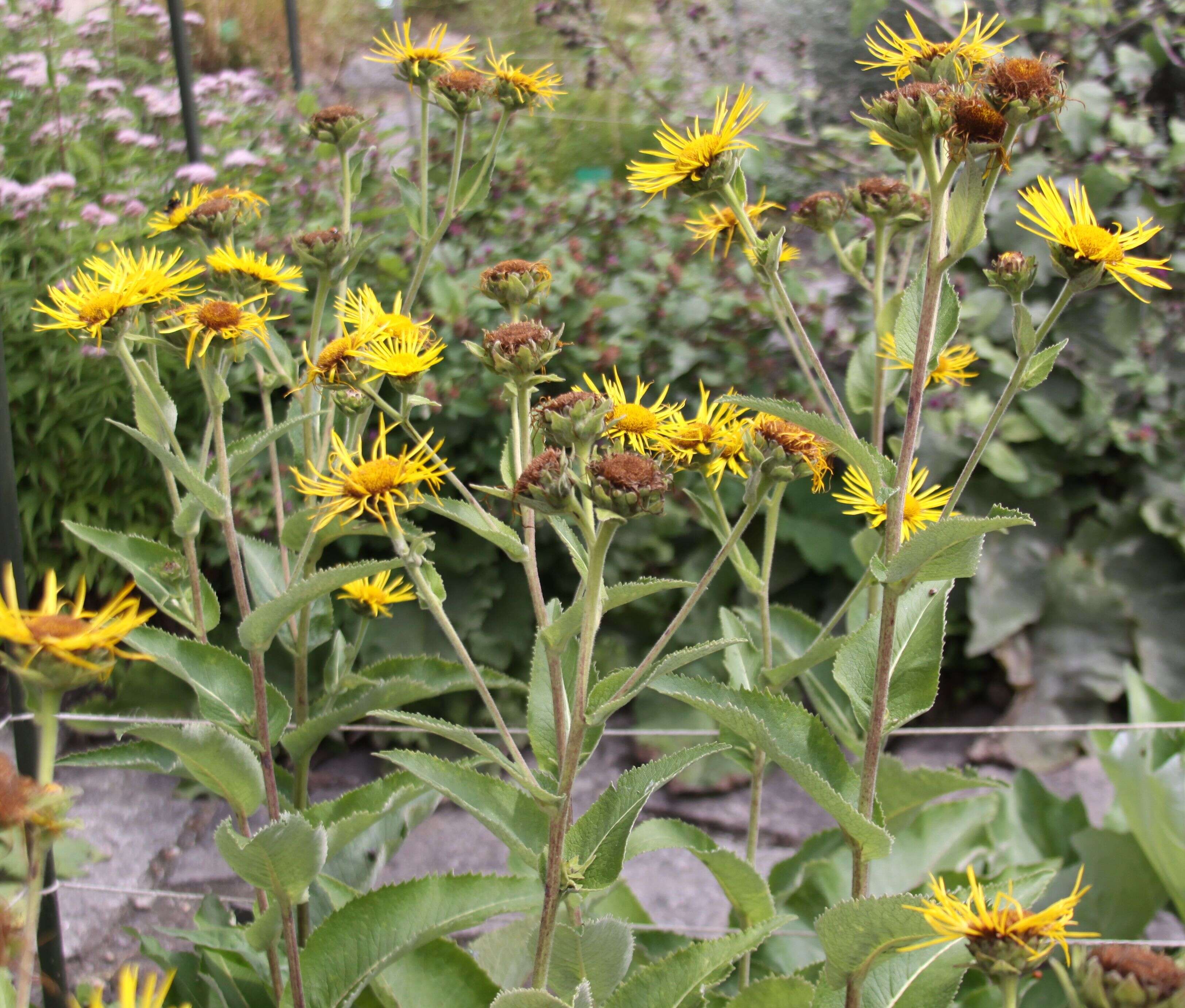 Inula helenium L. resmi