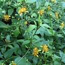 Image de Bidens campylotheca subsp. campylotheca