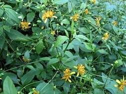 صورة Bidens campylotheca subsp. campylotheca