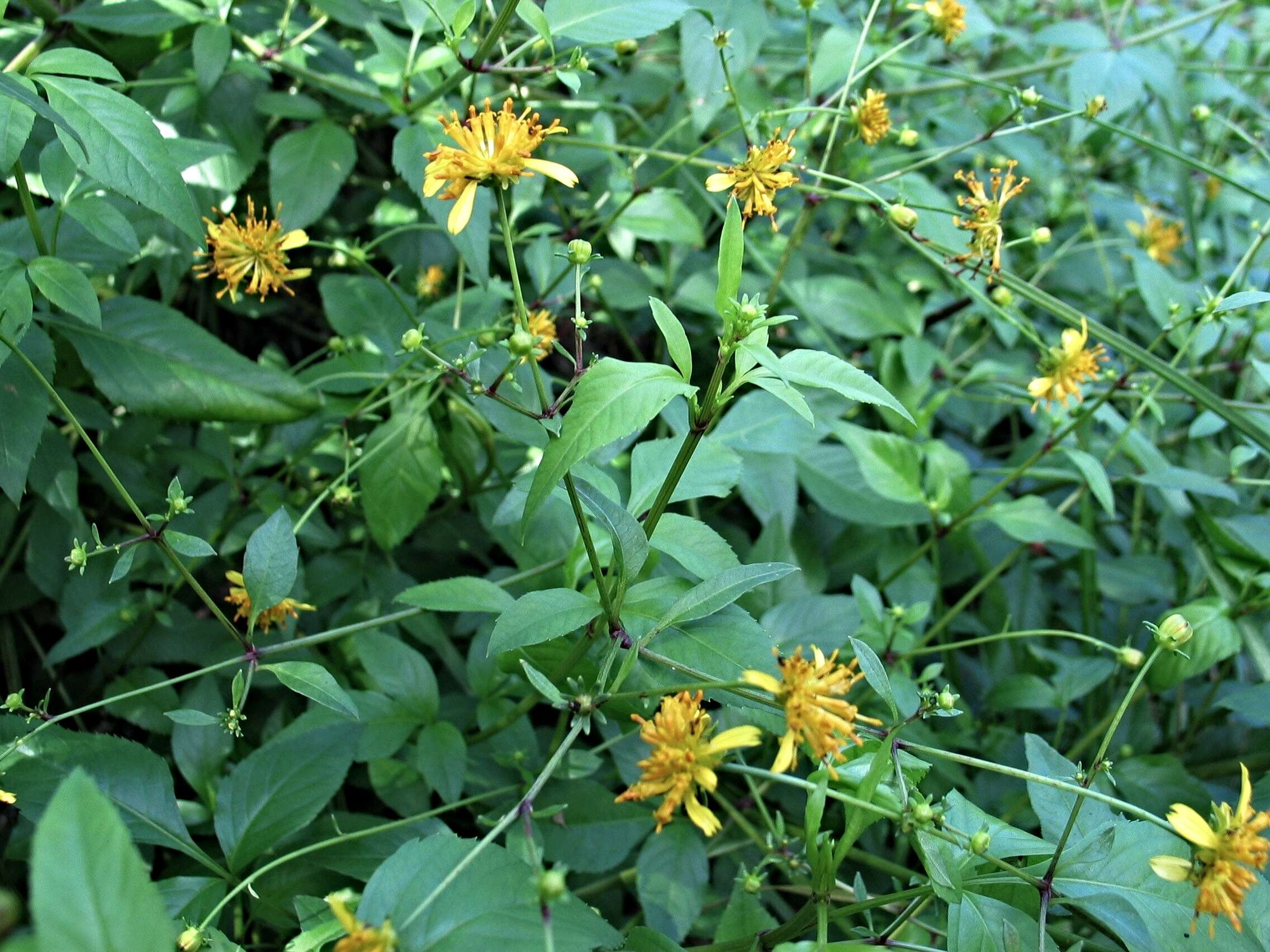 صورة Bidens campylotheca subsp. campylotheca