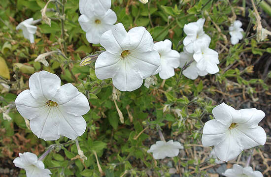 Image of large white petunia