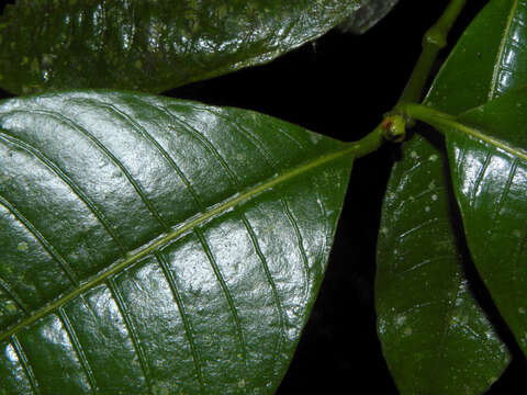 Image of Psychotria solitudinum Standl.