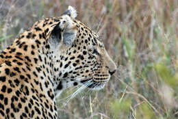 Image of Leopard