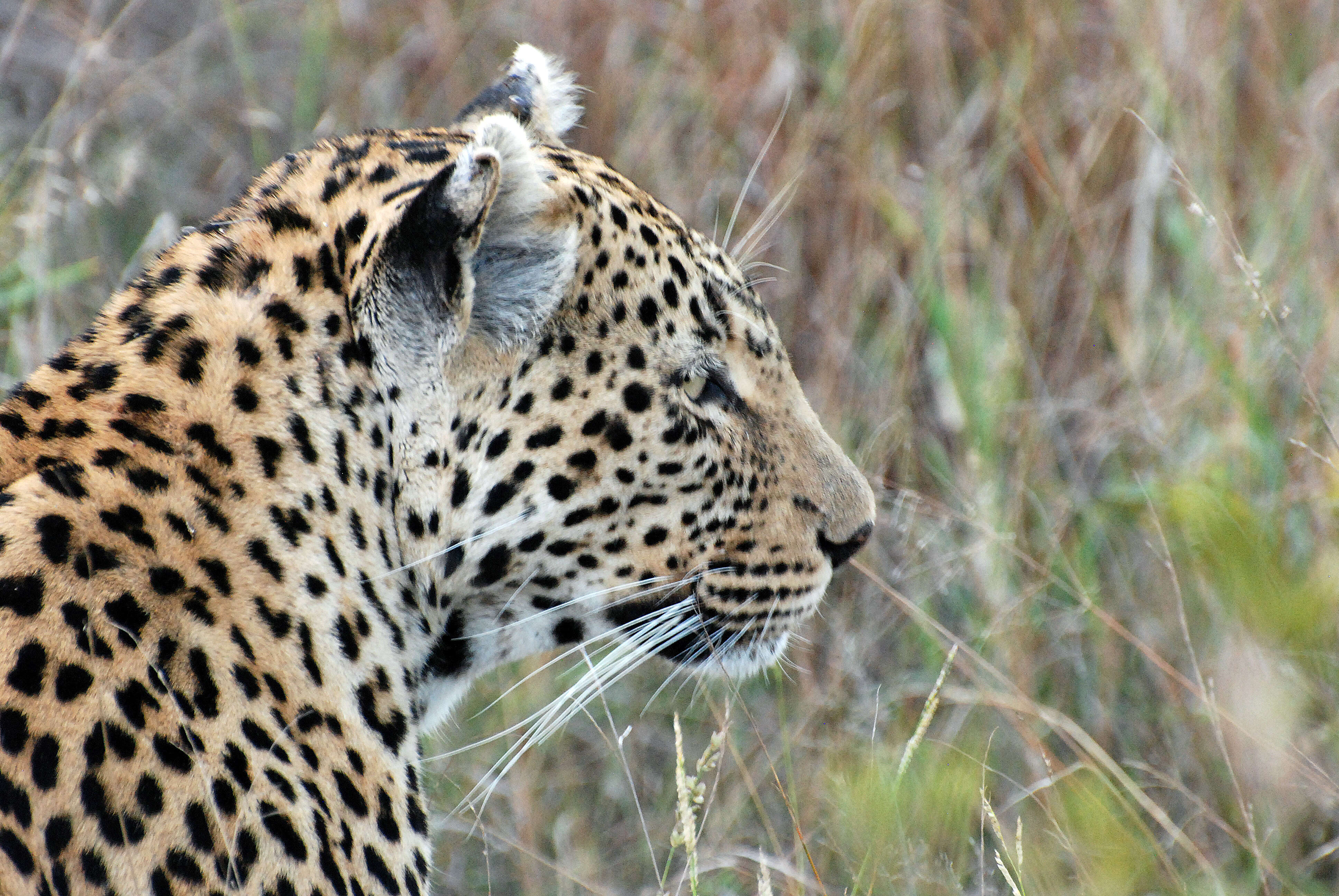 Image of Leopard