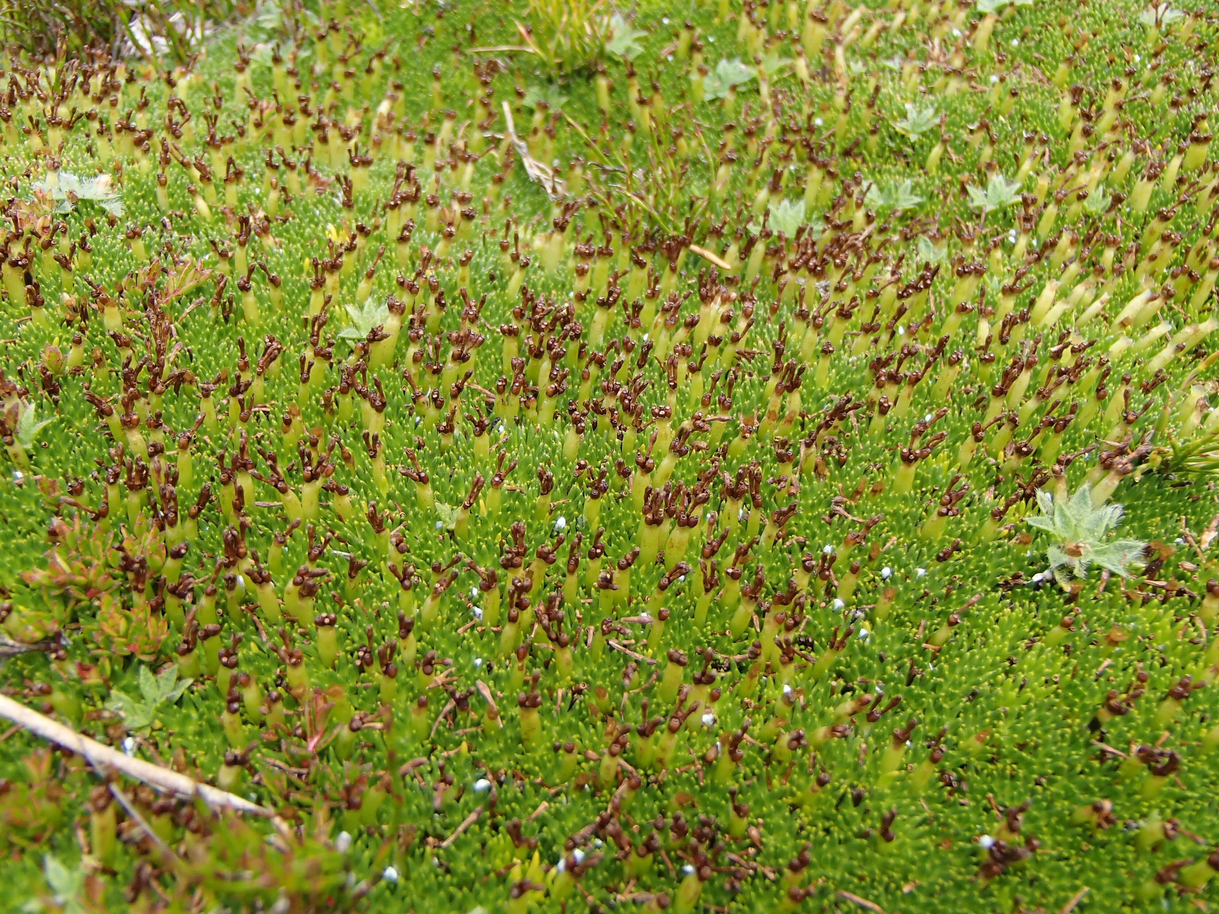 Image of Abrotanella forsteroides (Hook. fil.) Benth.