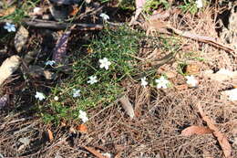 Imagem de Ricinocarpos linearifolius Halford & R. J. F. Hend.