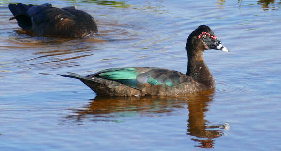 Image of Cairina Fleming & J 1822