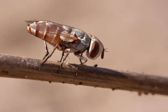 Image of flesh flies