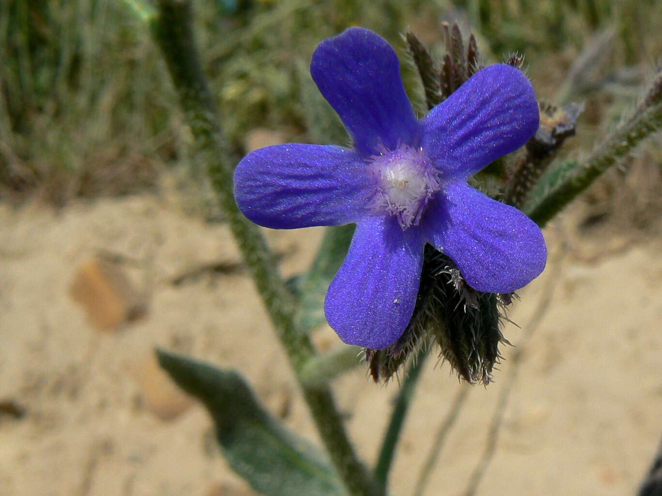 Image of bugloss