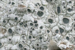 Image of crater lichen