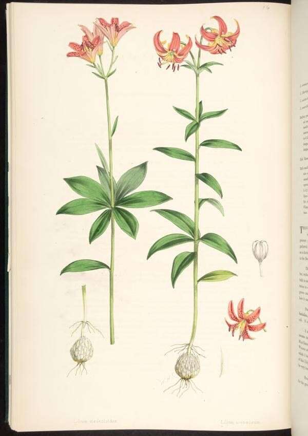 Image of Lilium medeoloides A. Gray