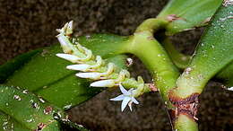 Image of Bentspur orchids