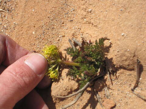 Lomatium latilobum (Rydb.) Mathias resmi