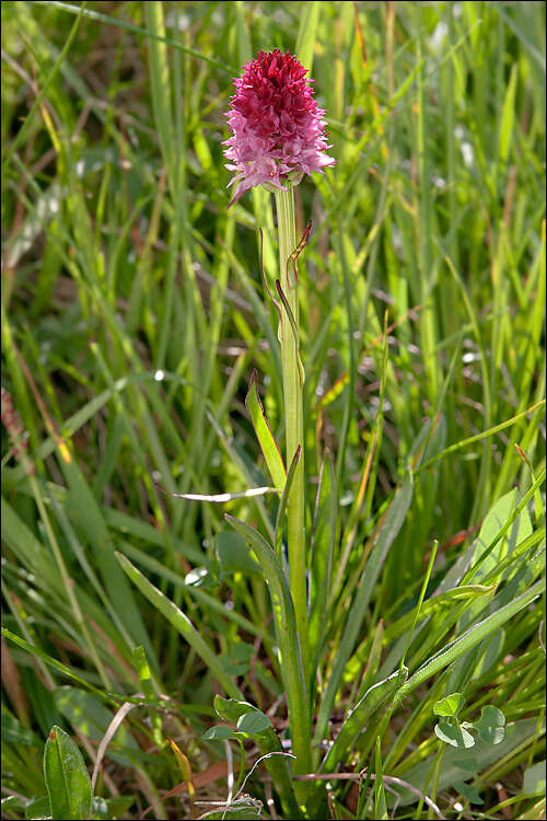 Gymnadenia bicolor (W. Foelsche) W. Foelsche & O. Gerbaud的圖片