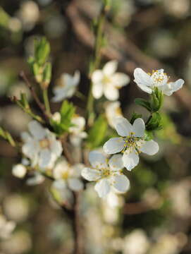 Image of European plum