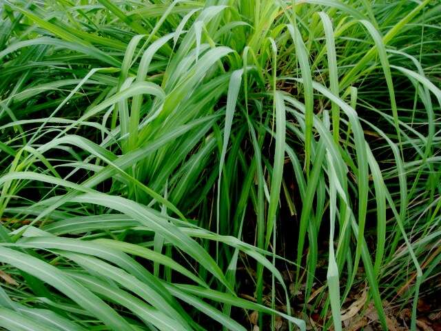 Image of citronella grass