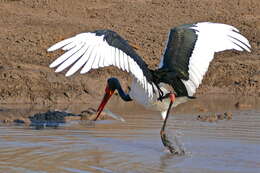 Image of Saddle-billed Stork