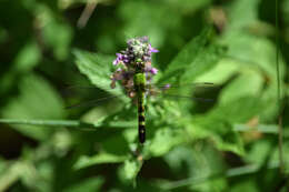 Image of Eastern Pondhawk