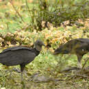 Image of <i>Cathartes atratus</i>