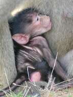 Image of Chacma Baboon