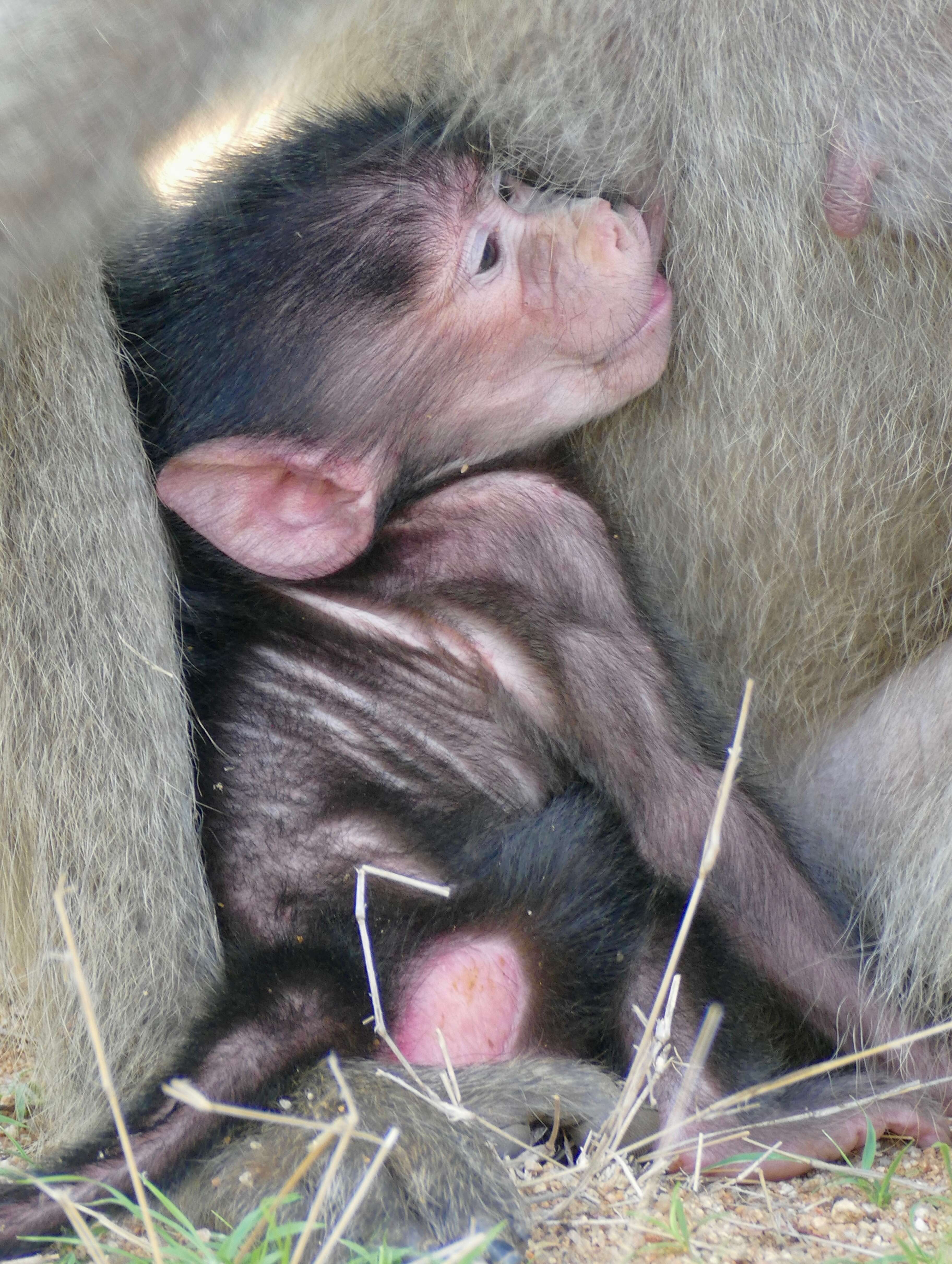 Image of Baboon