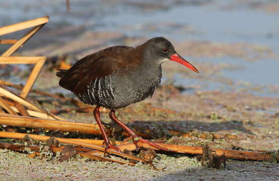 Image of African Rail