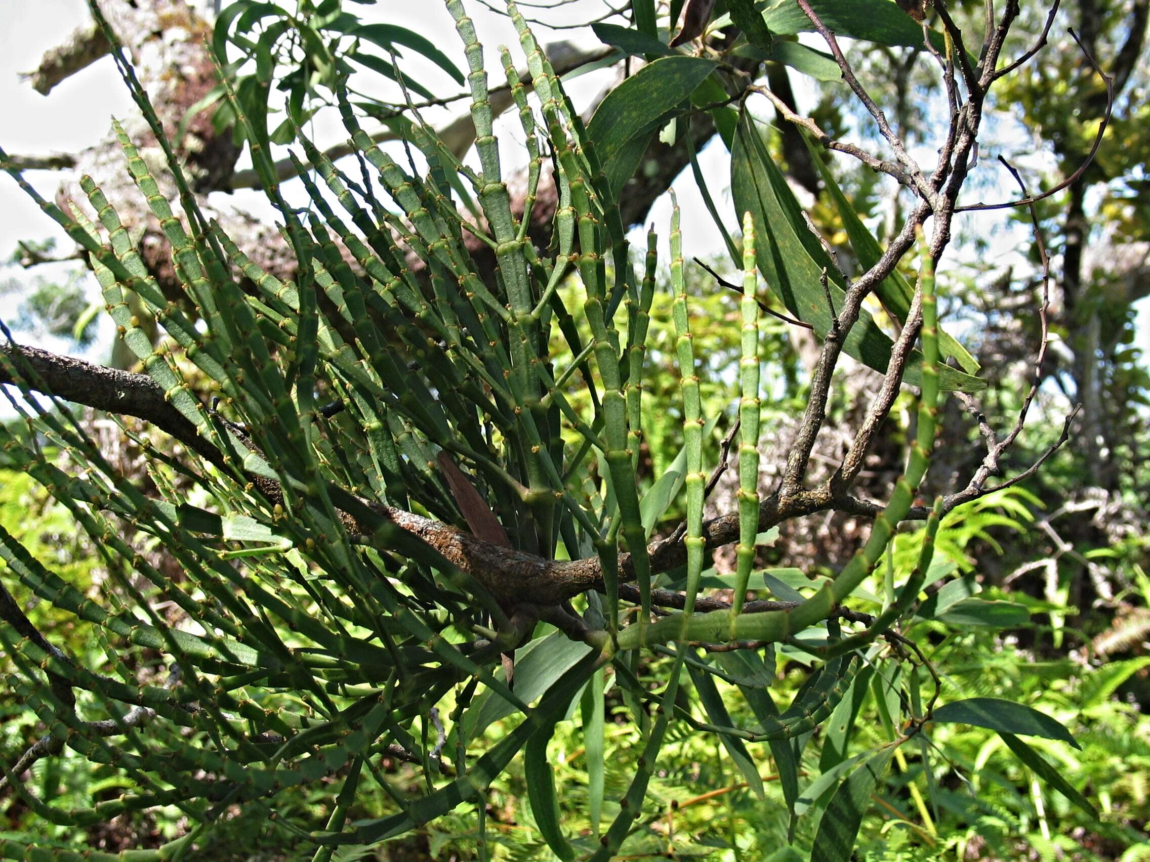 Image of korthal mistletoe