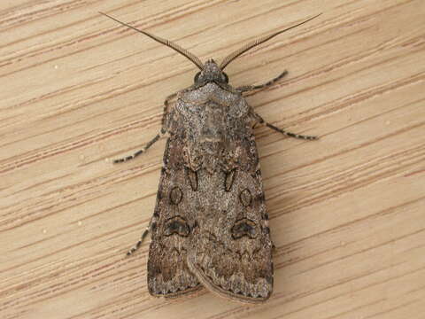 Image of Agrotis