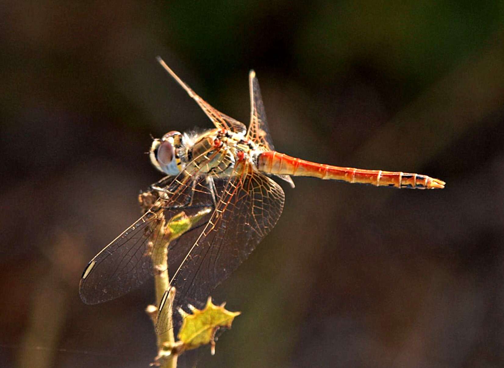 Image of Red-veined Darter