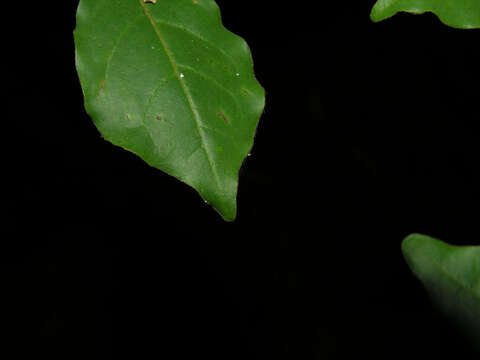 Image of Terminalia costaricensis (Stace) Gere & Boatwr.