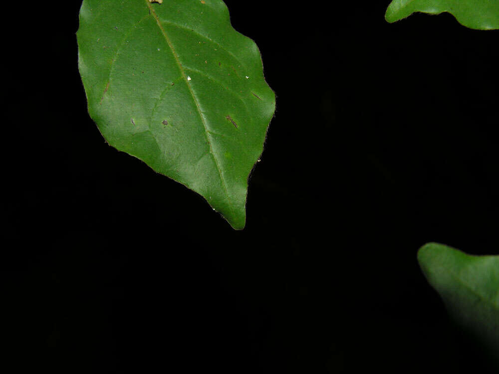 Sivun Terminalia costaricensis (Stace) Gere & Boatwr. kuva