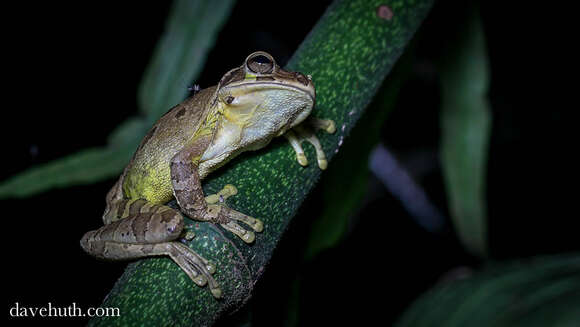 Image of Mexican Treefrogs