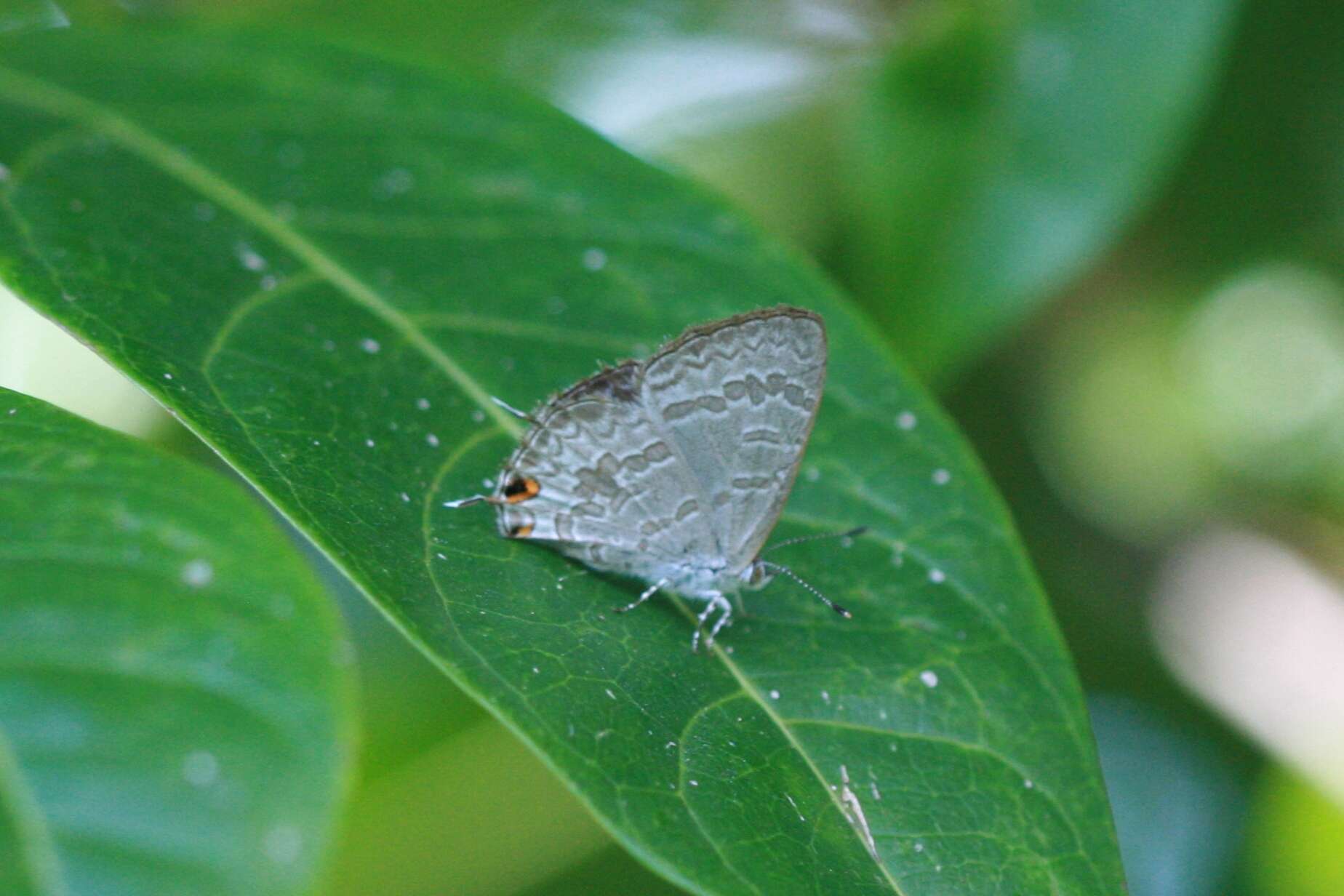 Image of Catopyrops florinda (Butler 1877)