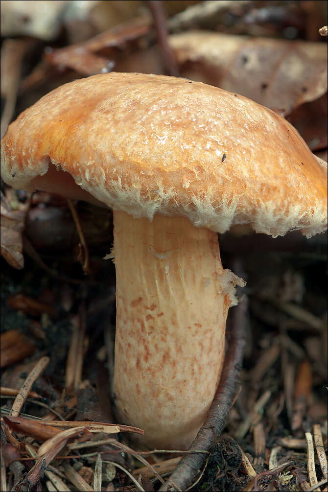 Image of Suillus tridentinus (Bres.) Singer 1945