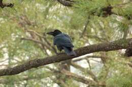 Image of Corvus macrorhynchos