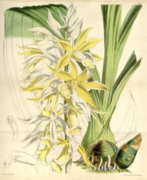 Image de Phaius tankervilleae (Banks) Blume