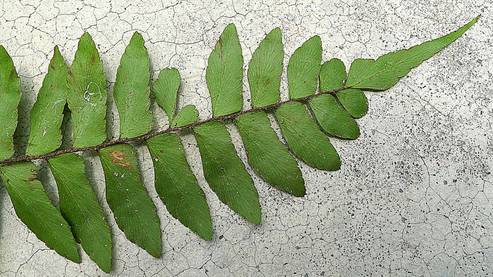 Imagem de Adiantum obliquum Willd.