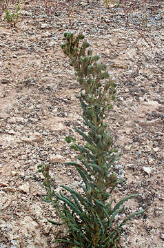 Image of Palmer's phacelia