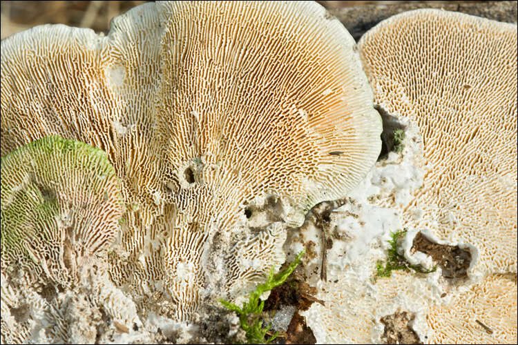 Image of Trametes