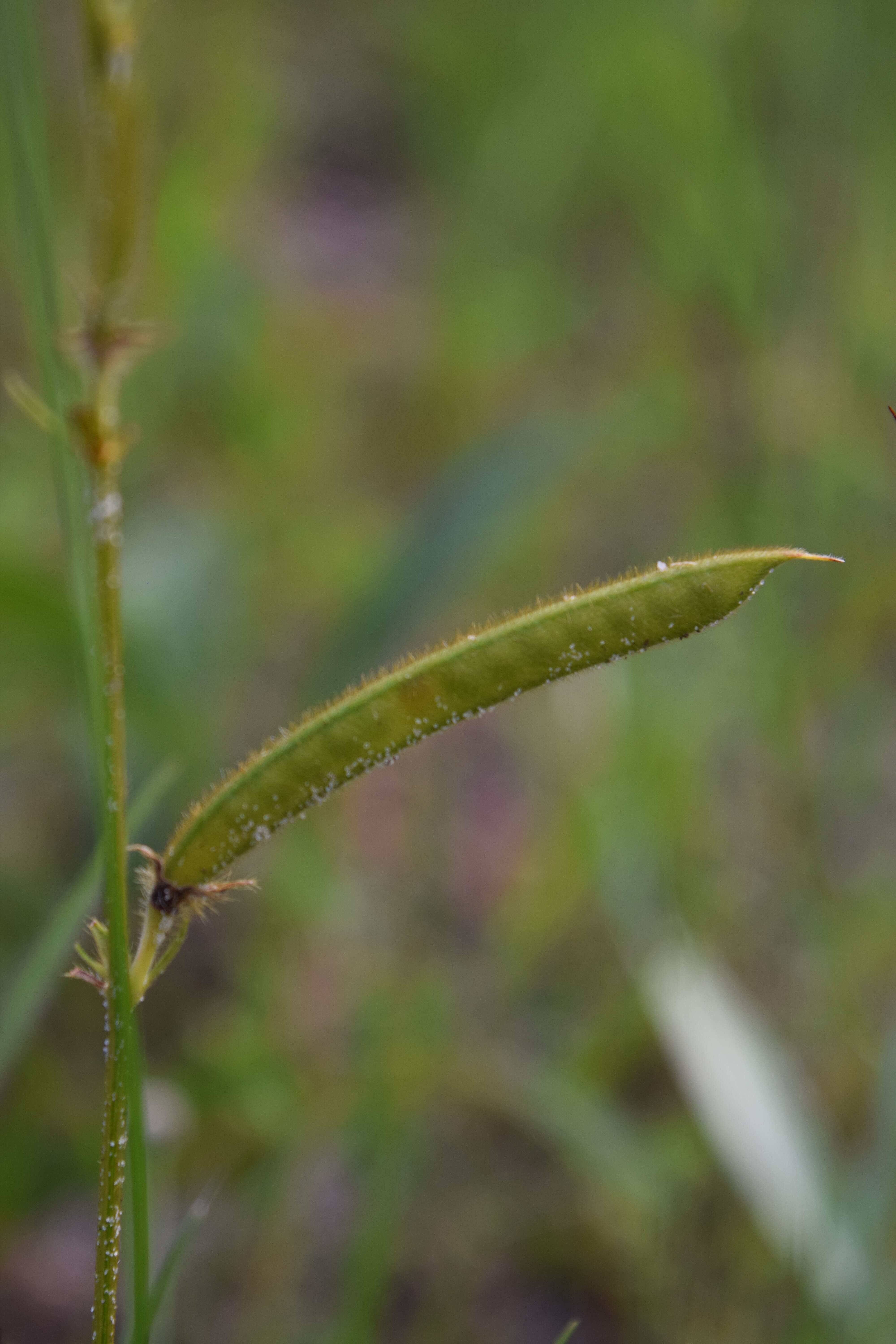 Image of spiked hoarypea