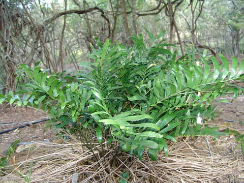 Image of zamia