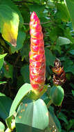 Image of Scarlet Spiral-Ginger