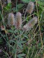 Imagem de Trifolium arvense L.