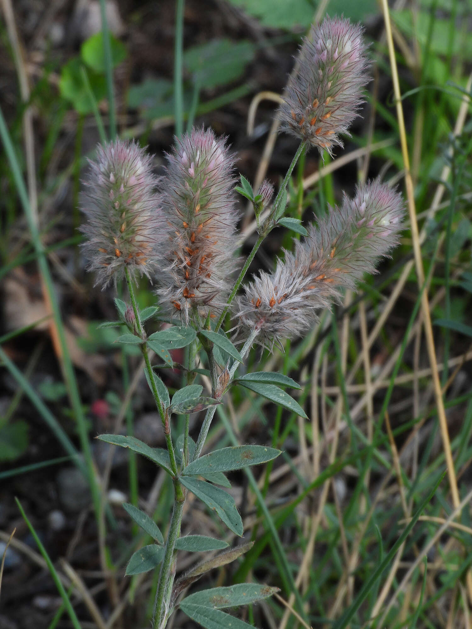 Imagem de Trifolium arvense L.