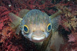 Image of Porcupinefish