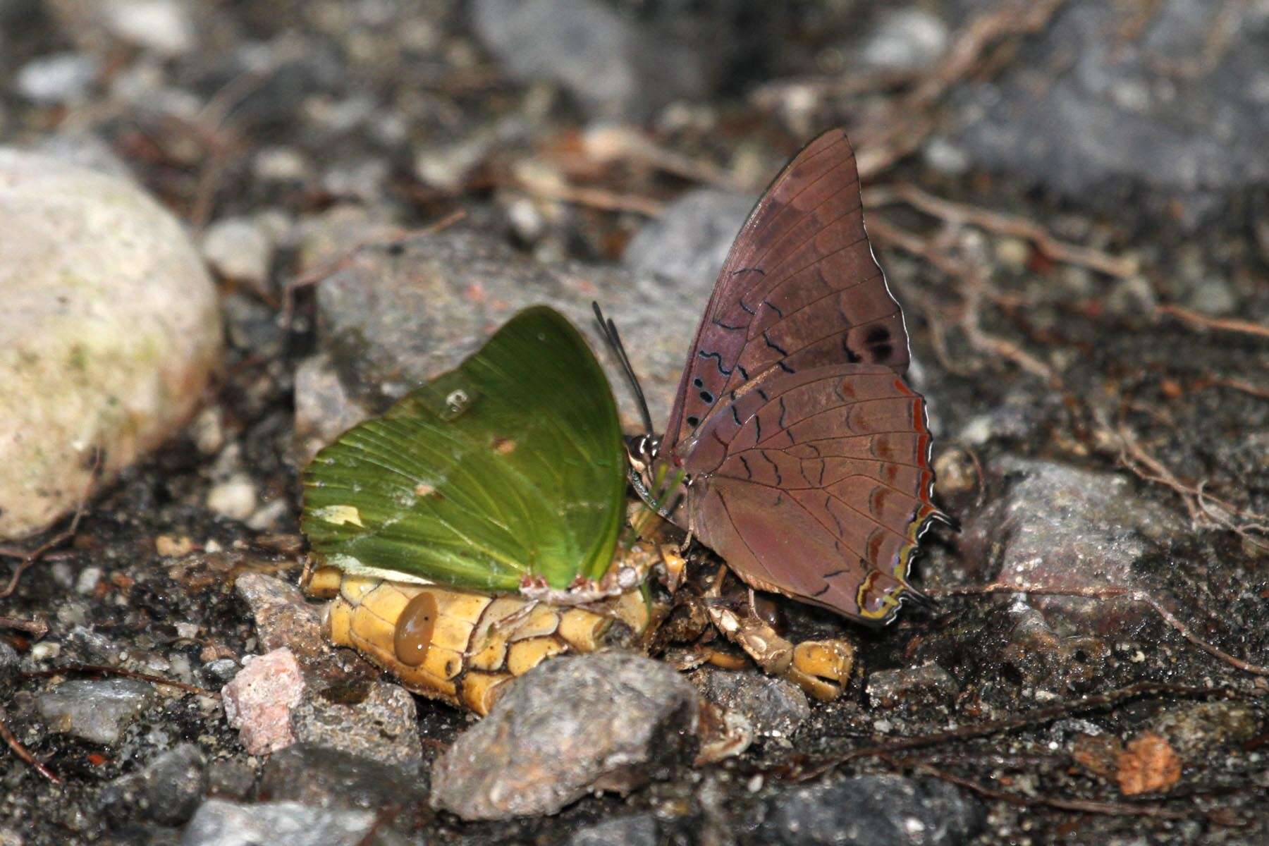 Image of Charaxes eupale Drury 1782