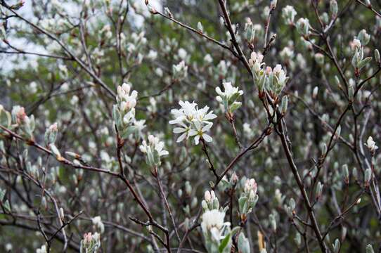 Слика од Amelanchier ovalis subsp. ovalis