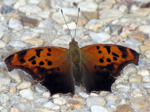 Слика од Polygonia interrogationis Fabricius 1798