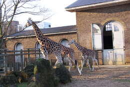 Image of Giraffes